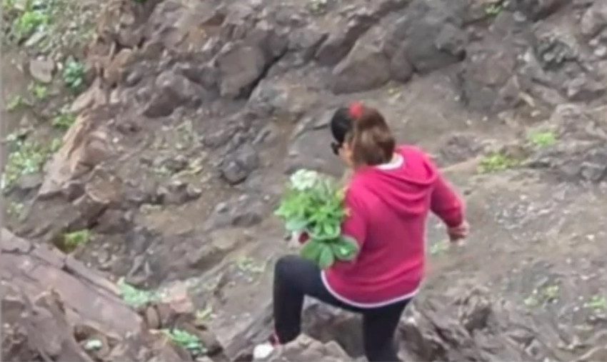  Alertan por retiro de especies vegetales desde área protegida de La Chimba en Antofagasta