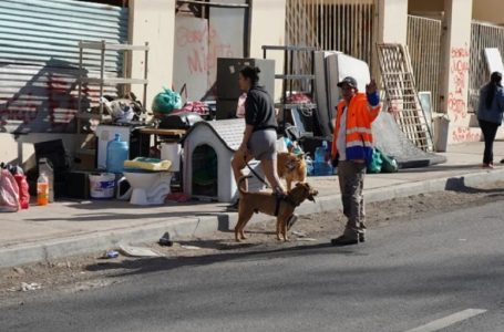 Municipio catastra 70 mascotas en toma Villa El Salar antes de trabajos de demolición
